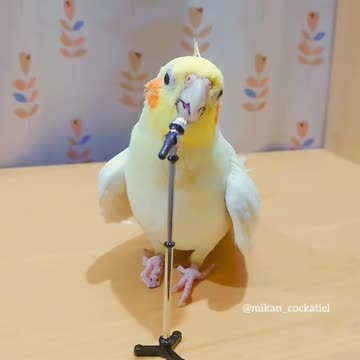 Talented parrot has extraordinary singing skills