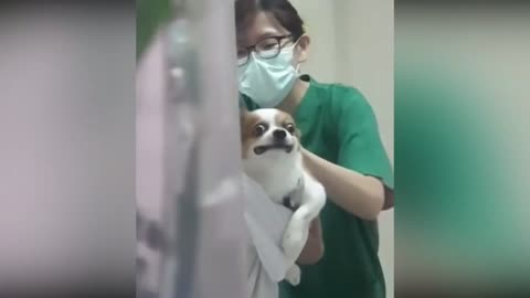 He is afraid of the doctor, but he tolerates it
