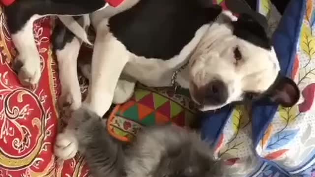 Cat And Dog love: Best Cat and Dog Video