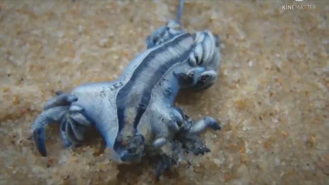 BLUE Dragon fish