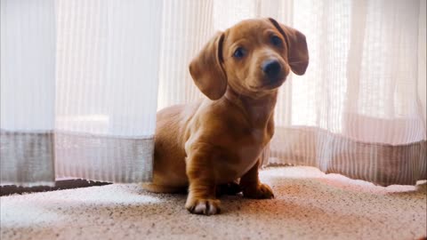 Sweet And Funny Puppy, Beautiful Animal!