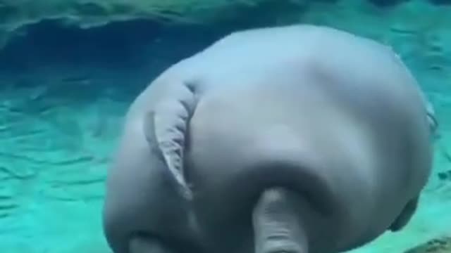 look at this hippo's levea swimming