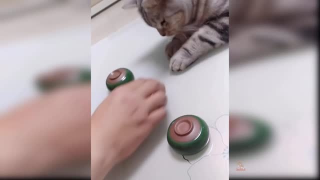 Cute funny cat