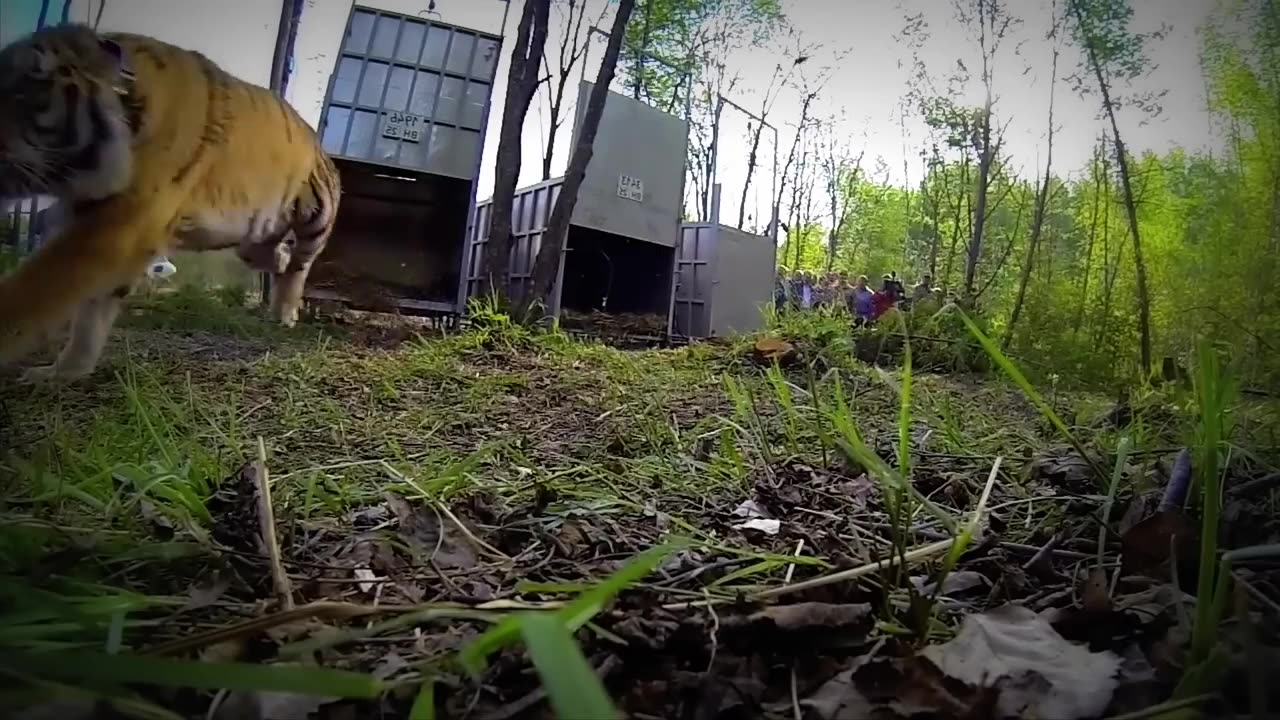 Animals Being FREED For The First Time!