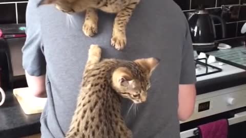 Cats Climb on Owner's Back