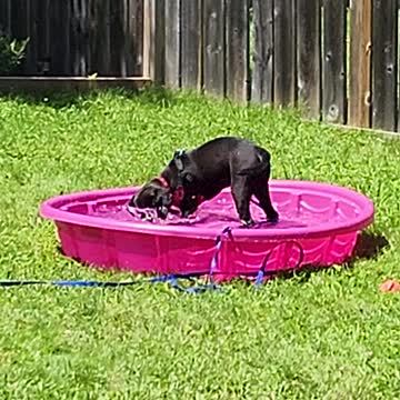 Max enjoying her pool
