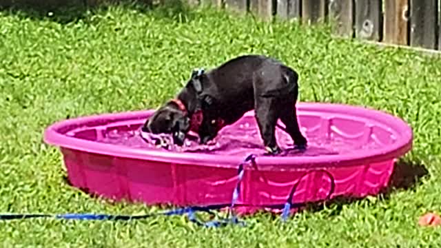 Max enjoying her pool