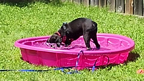 Max enjoying her pool