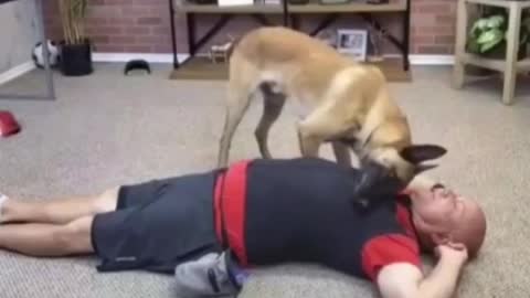 Dog giving first aid to his owner