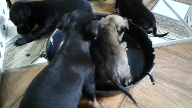 mes puppies children little black ball