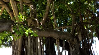 Banyan Tree