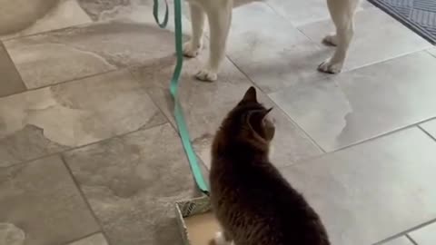 Cat Uber driver is dog🐶