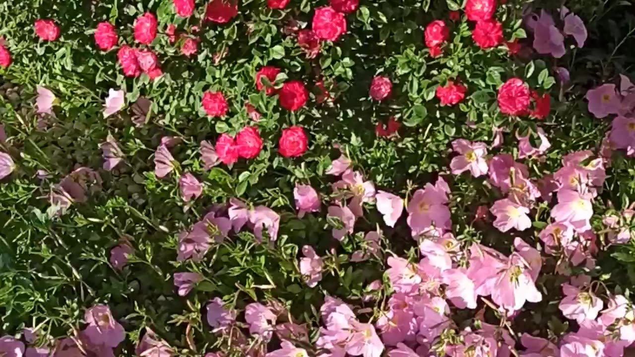 Flowerbed
