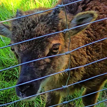 Beautiful little goat in the meadow.