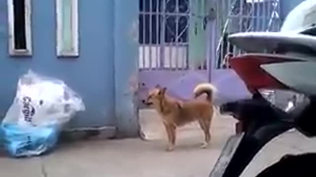 The dog wants to enter the house by climbing 2 meters over the gate