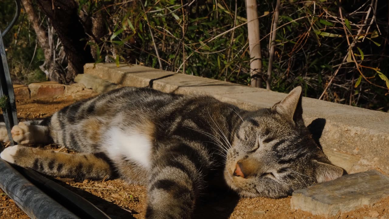 On a winter day, the cat is sitting in his garden taking in the sunlight (new dog video)