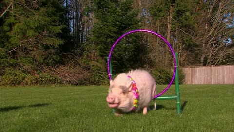 Smart Pigs vs Kids | Extraordinary Animals | BBC Earth