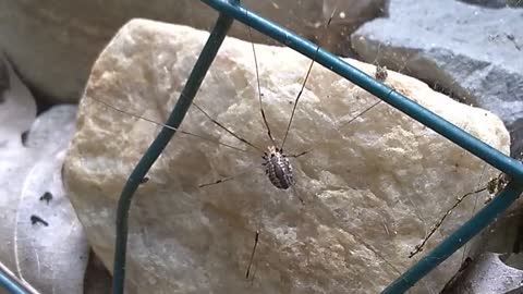 Daddy Long Legs