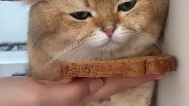 Funny pet video do you like that