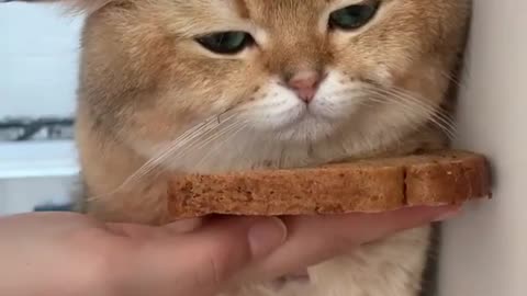 Funny pet video do you like that