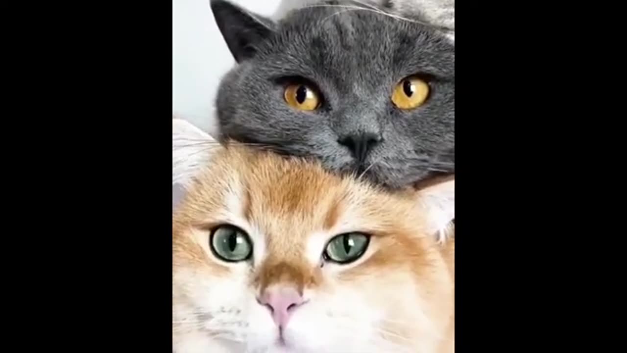 Funny Animals Video