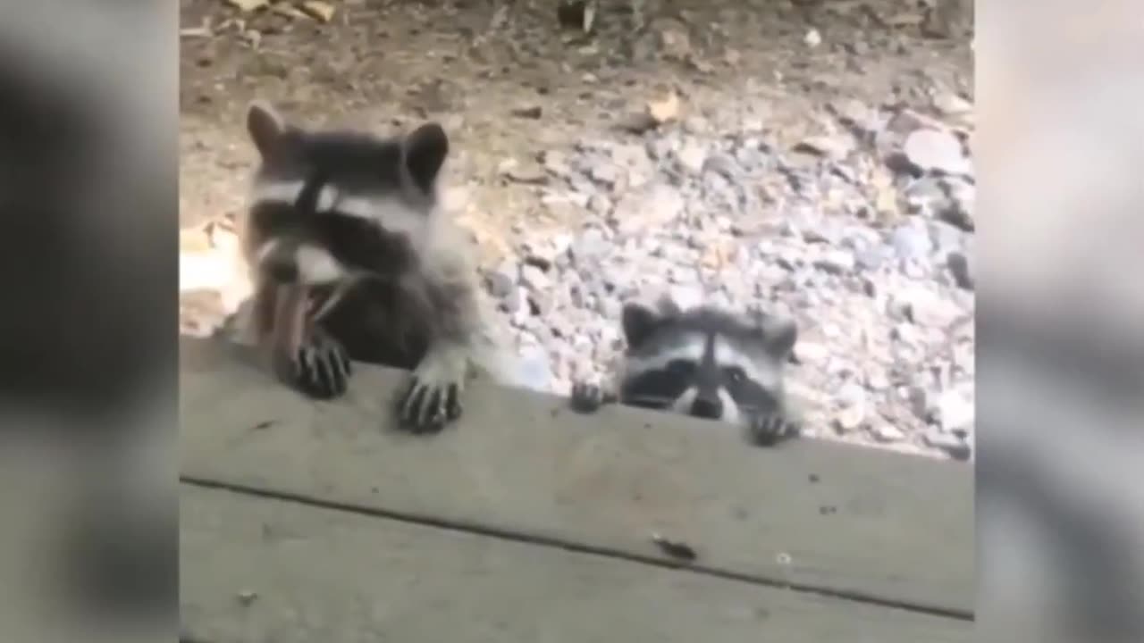 Funny Animals 6