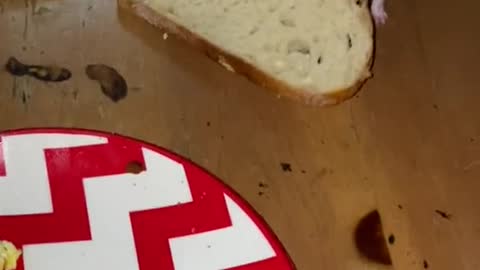 little mouse eating bread