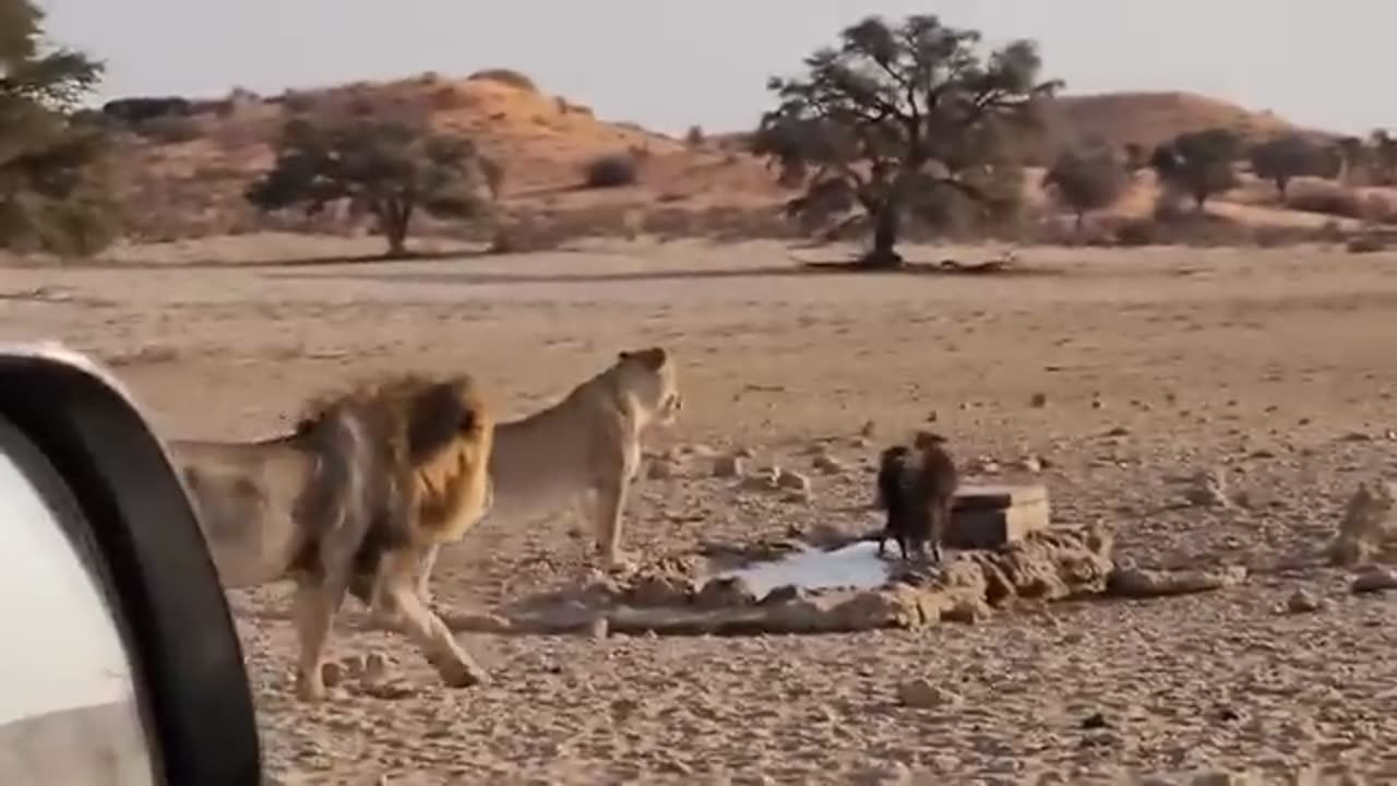 Lion pride confused by weird looking hyena