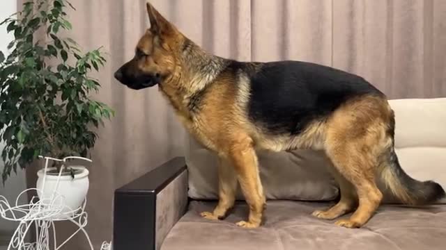 Lazy German Shepherd is not trying to find his human Mom [Hide and Seek]