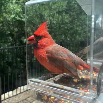 Variety of birds at Texas feeder