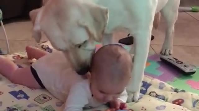 Loving dog can't stop kissing baby c