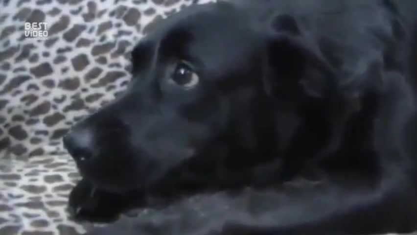 This is my kitten:Это мой котенок