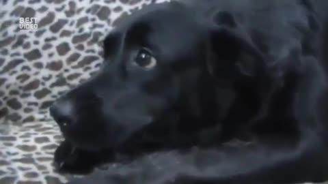 This is my kitten:Это мой котенок