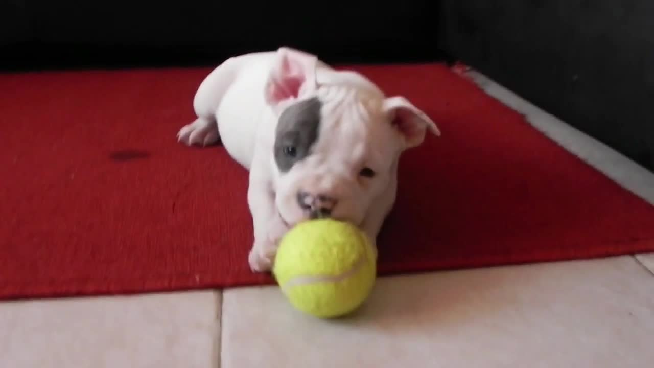 🥰 american bully puppies 🥰