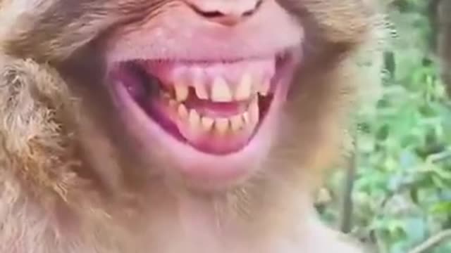 Who has the same laughing face?