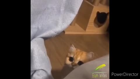 Funny cat video 7