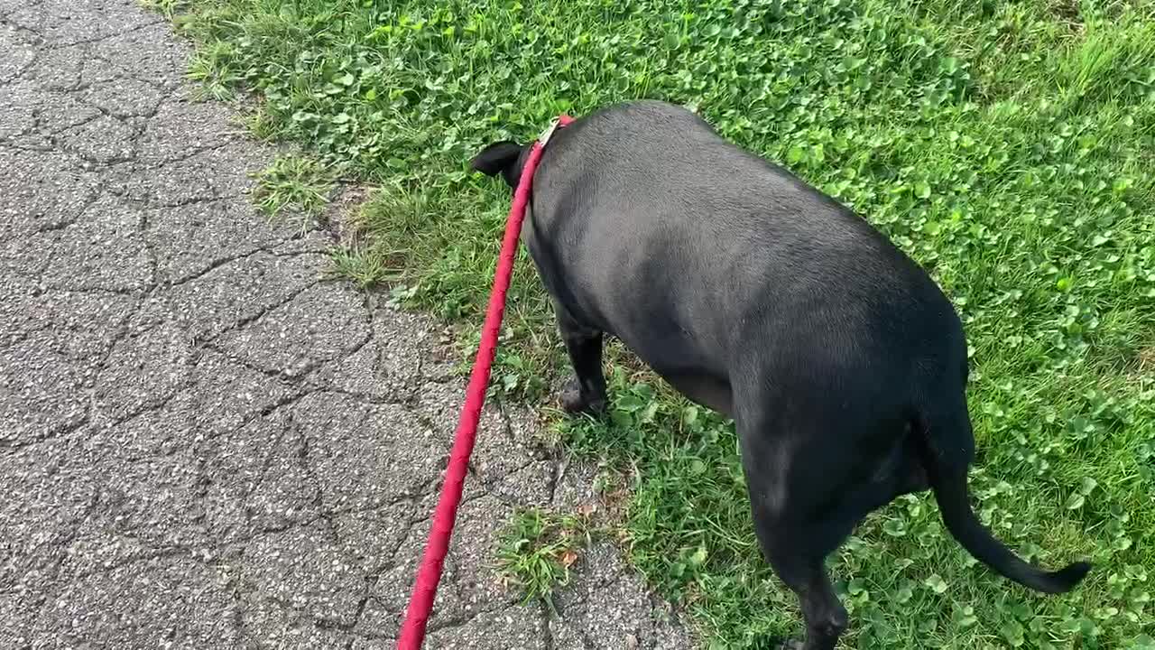 Doggo walks me