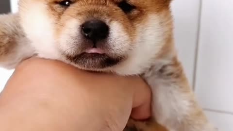Playful cherry #ytviral #labrador #cutegolden #youtubeshorts #pets