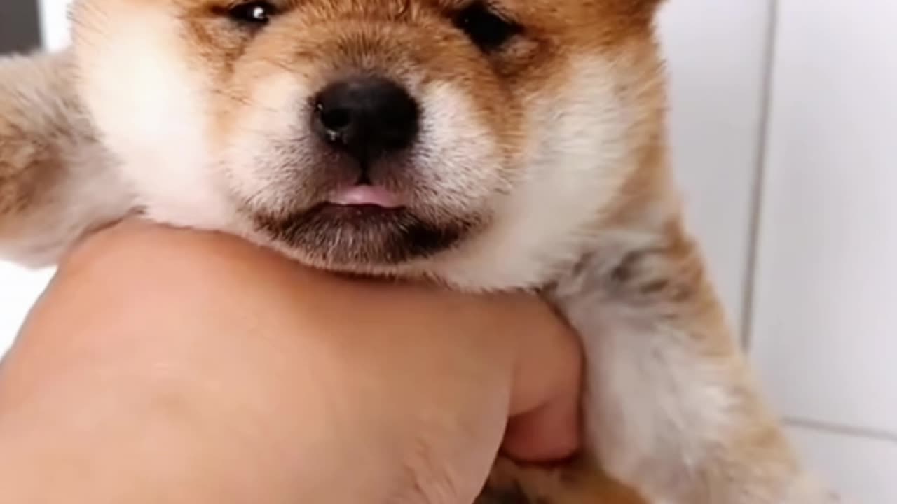 Playful cherry #ytviral #labrador #cutegolden #youtubeshorts #pets