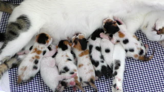 feed_kitty cats funny cats videos