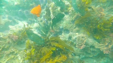 A Variety of Colorful Fishes Feeding Underwater