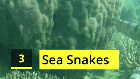 10 Deadliest Sea Creatures