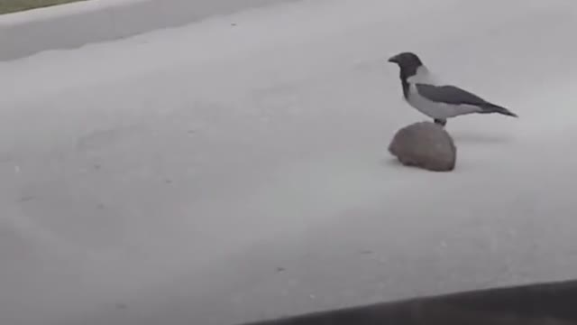 ???IS THE CROW TRYING TO KILL THE 🦔HEDGEHOGS OR SAVE HIM