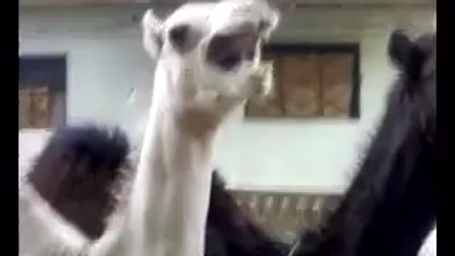 Ticklish camel