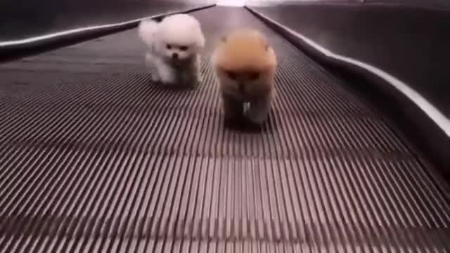 Cute dogs running up the stairs....