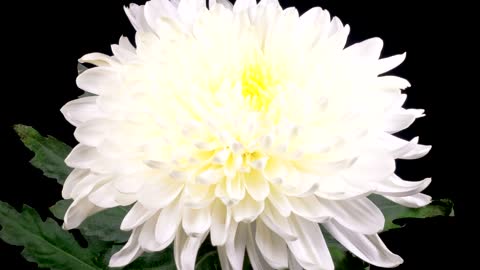 White chrysanthemum flower opening