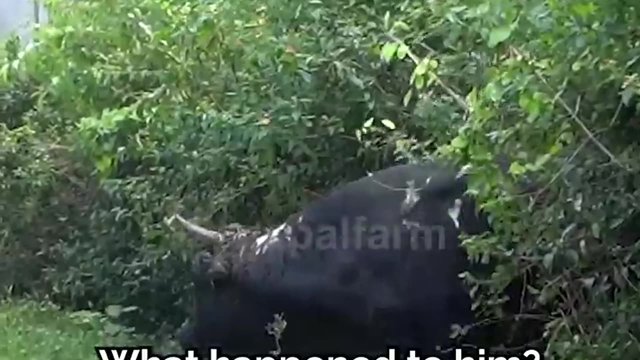 People tried to burn this bull alive