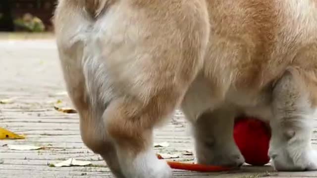 Cute Corgi is a Happy Dog!