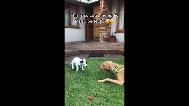 When Toy dog starts interacting