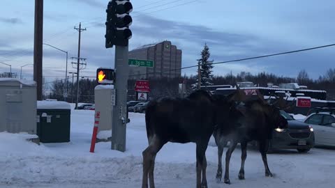 Moose Moseying Down the Median